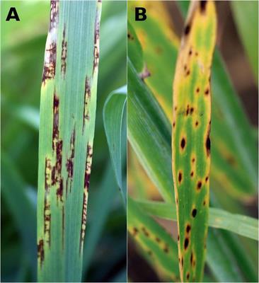 <mark class="highlighted">Transposable Element</mark> Genomic Fissuring in Pyrenophora teres Is Associated With Genome Expansion and Dynamics of Host–Pathogen Genetic Interactions
